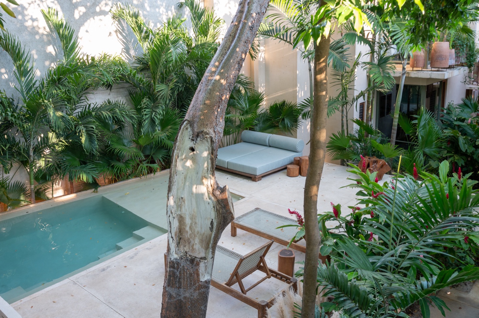 Pool & garden from above — chakah tree, daybeds