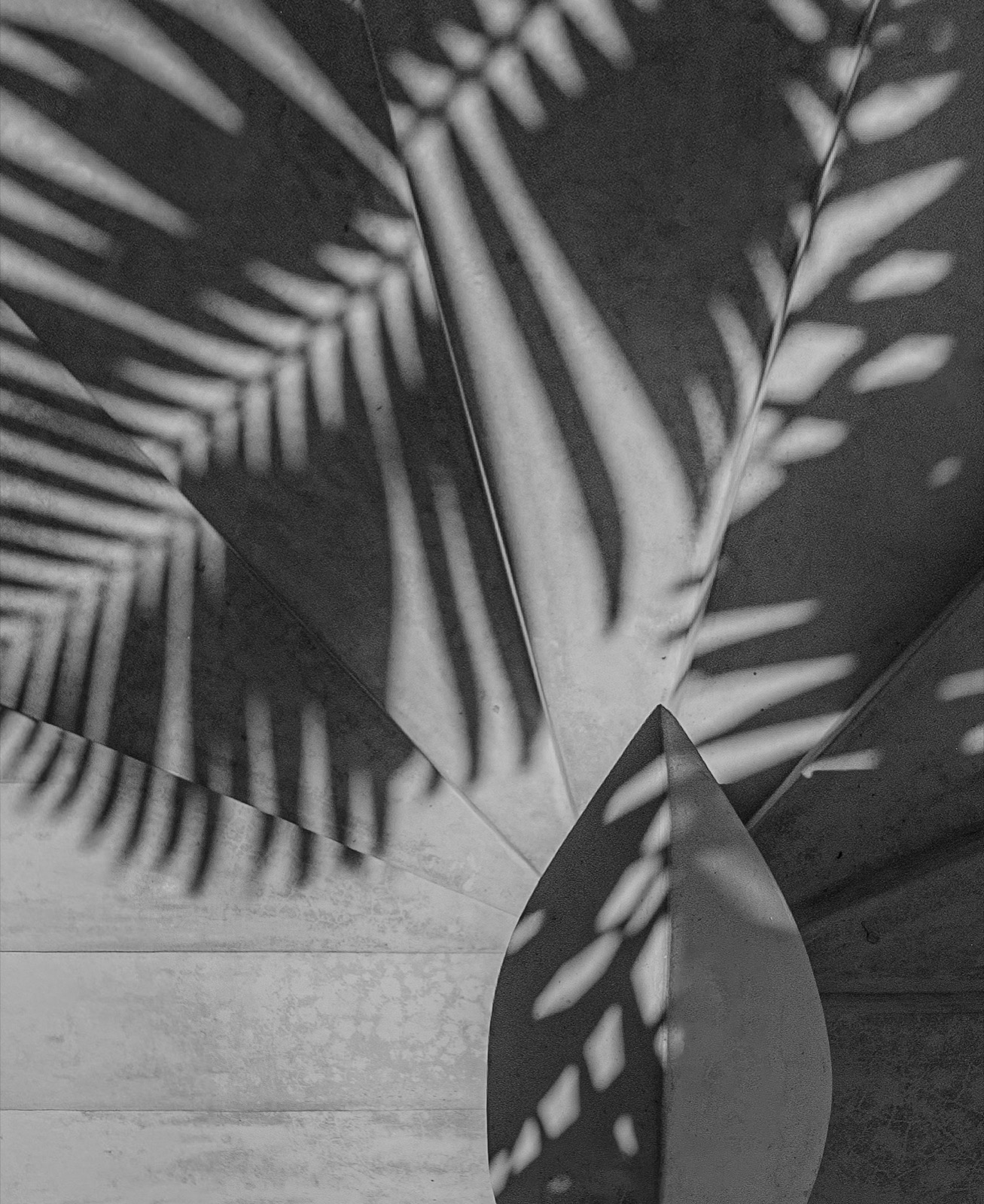 Palm frond shadow on a plaster wall