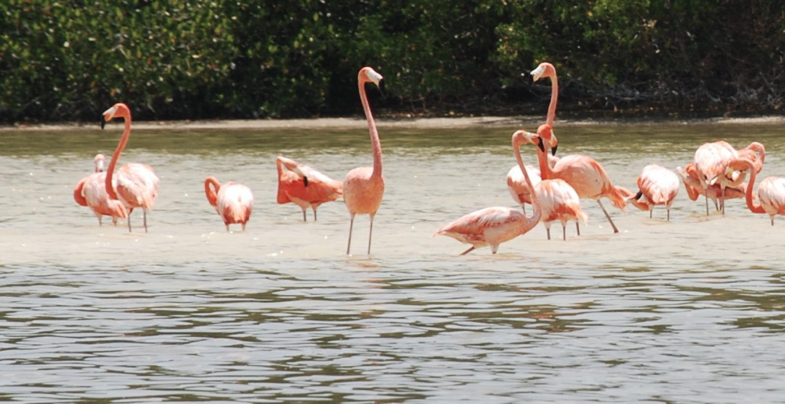 Flamingos at Celestún
